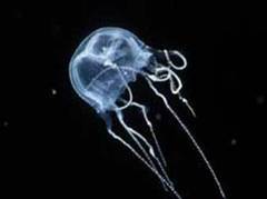 Tripedalia cystophora, изображение с сайта mbayak.org