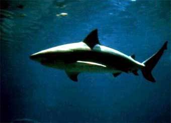  .   www.sharkmans-world.com