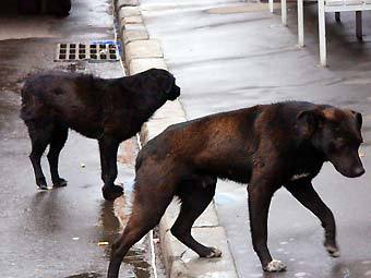 Бродячие собаки, фото Артура Рау, Лента.Ру 