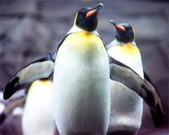 Королевские пингвины. Фото с сайта enquirer.com