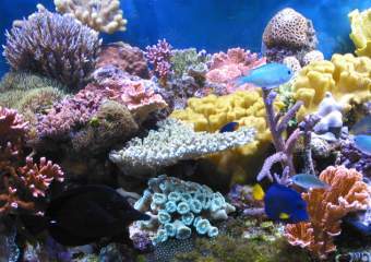  ,    coralreefecosystems.com