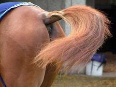 Фото с сайта jockeysroom.com Фото с сайта jockeysroom.com
