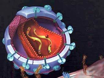 Трехмерная модель вируса СПИДа. Иллюстрация с сайта wikipedia.org 