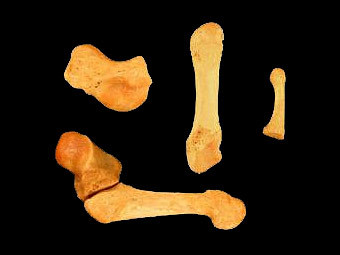    Hadropithecus stenognathus.   