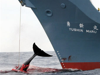 Загарпуненный японскими китобоями кит. Архивное фото ©AFP