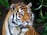   ,   "-  - , ,   ",       ,    "    "