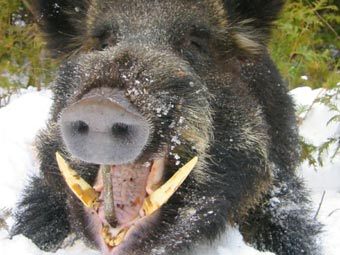    bigtusks.com.