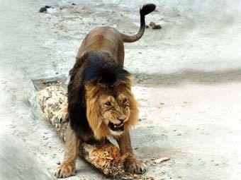     .  .    moscowzoo.ru