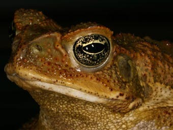  .    frogs.org.au