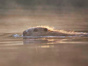    iberianature.com